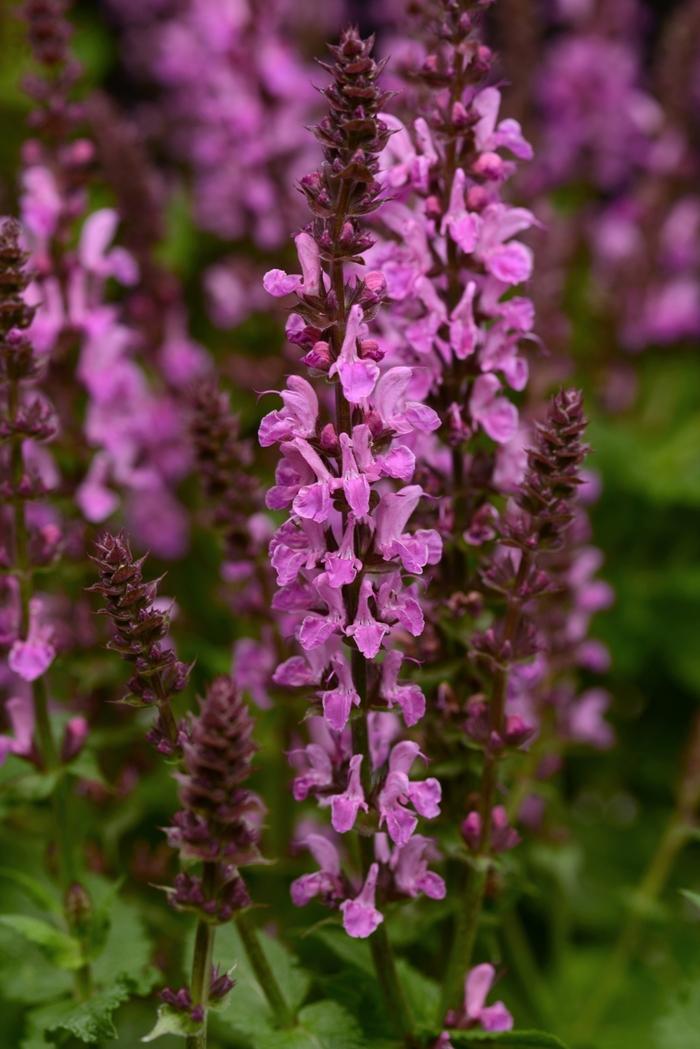 Salvia nemorosa Rose Marvel