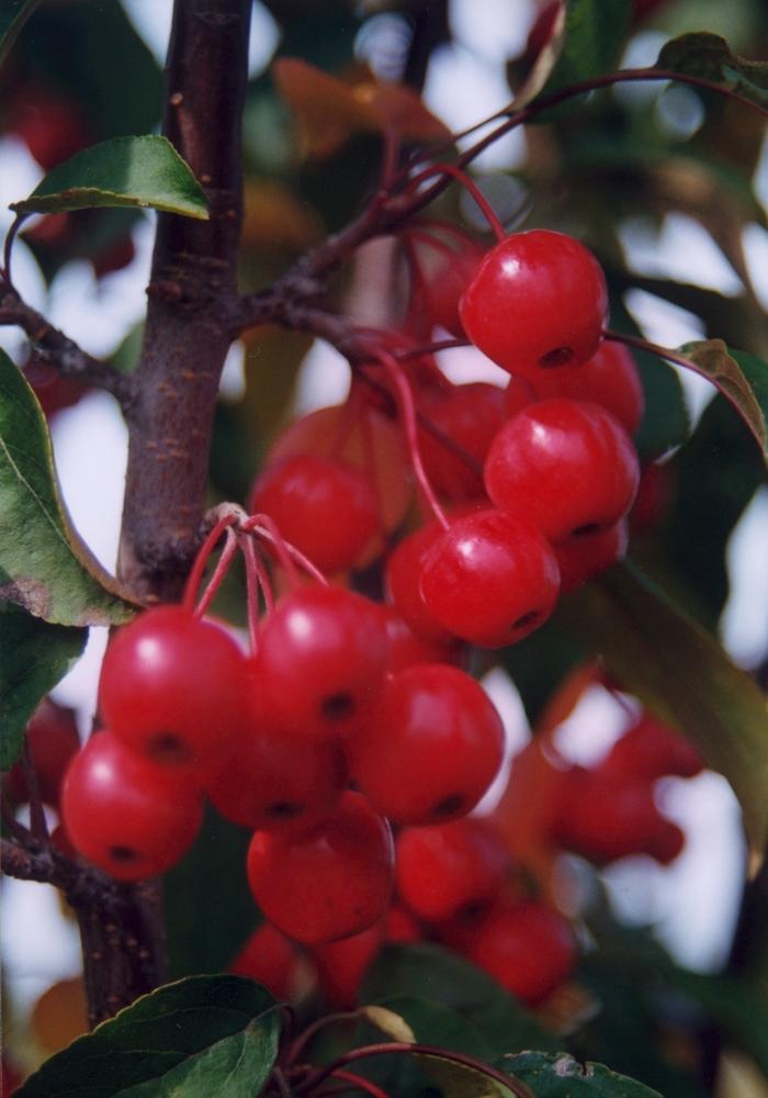 Malus Red Barron