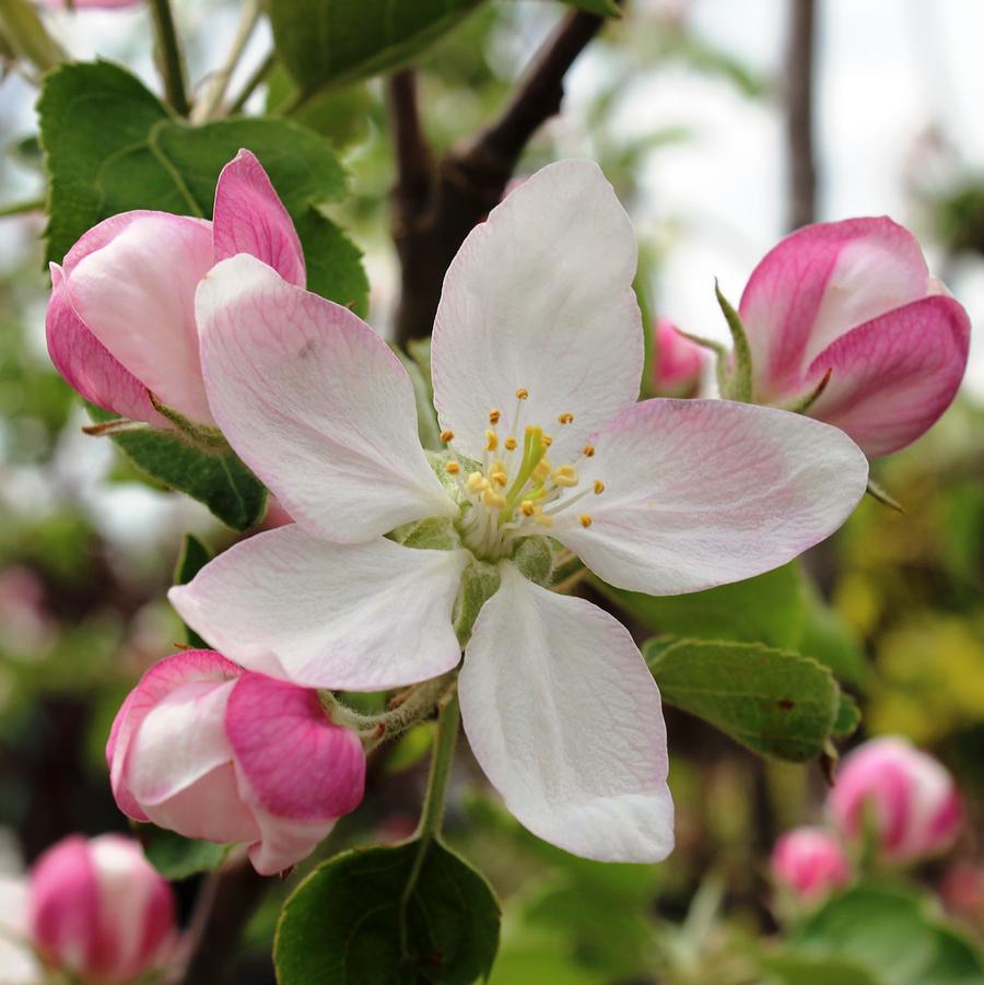 Malus x Jefspire Purple Spire