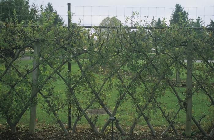 Malus domestica Yellow Delicious