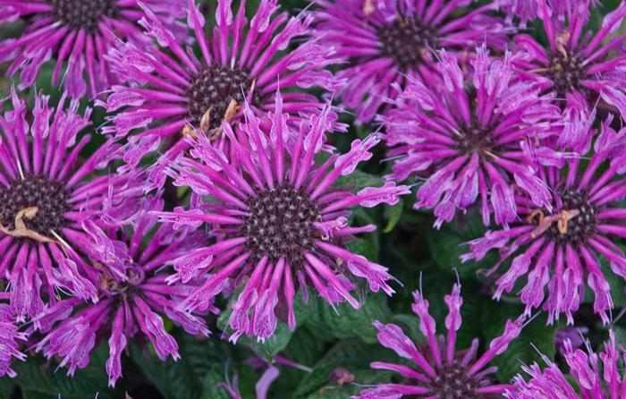 Monarda Leading Lady Plum