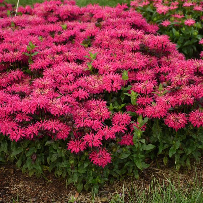 Monarda Leading Lady Razzberry