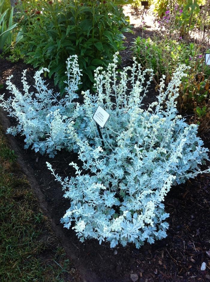 Artemisia stelleriana Silver Brocade