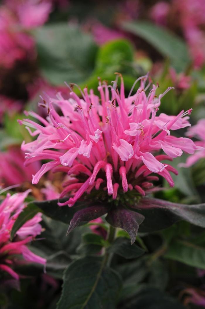 Monarda didyma Balmy™ Pink