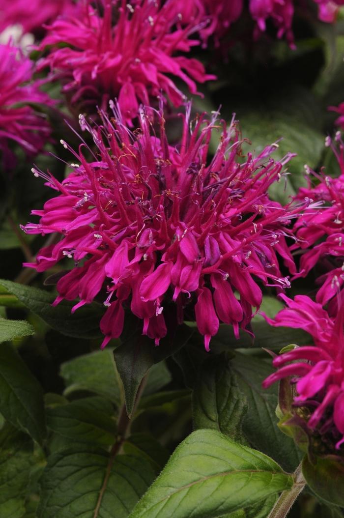 Monarda didyma Balmy™ Purple