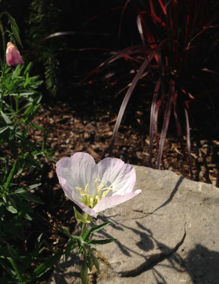 Oenothera berlandieri Siskiyou