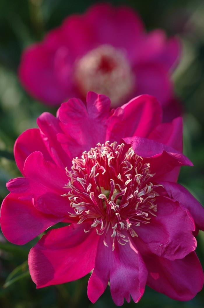 Paeonia lactiflora Barrington Belle