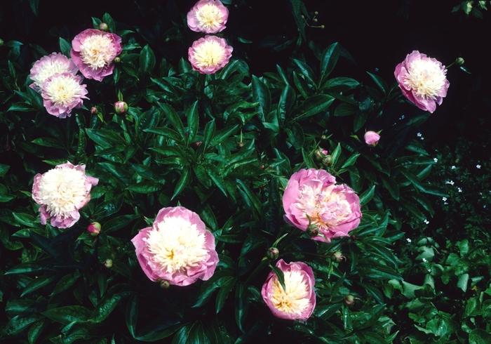 Paeonia lactiflora Bowl of Beauty