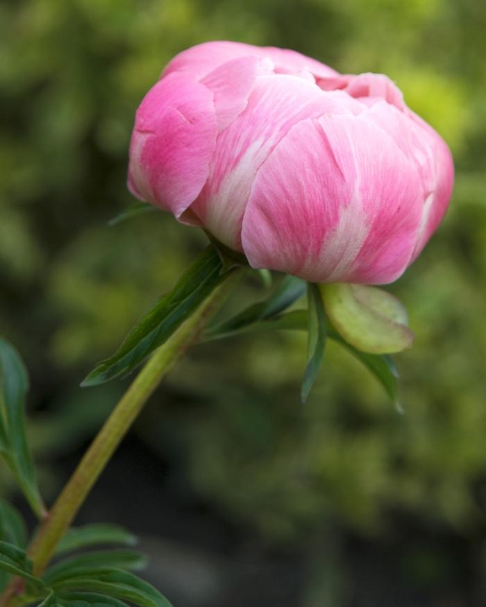 Paeonia lactiflora Coral Charm