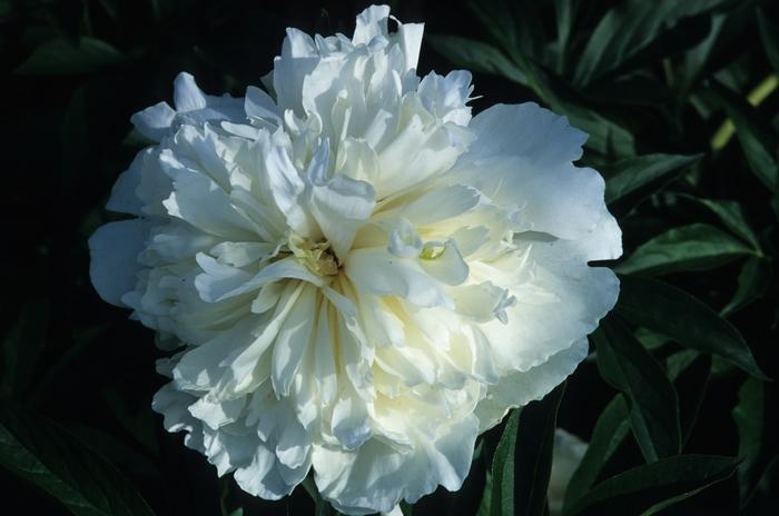 Paeonia lactiflora Duchess de Nemours