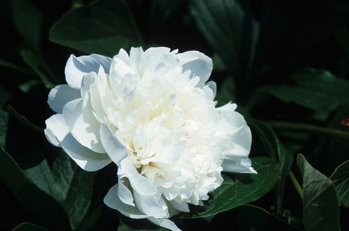 Paeonia lactiflora Festiva Maxima