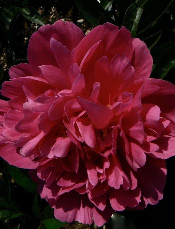 Paeonia lactiflora Kansas