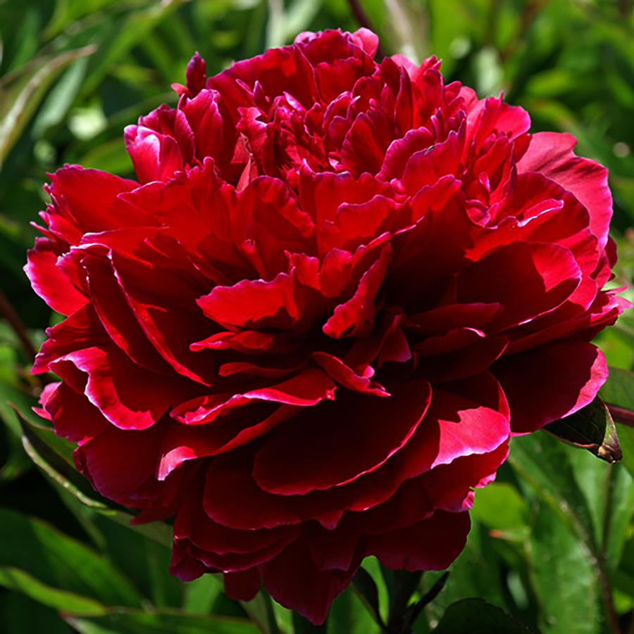 Paeonia lactiflora Red Magic