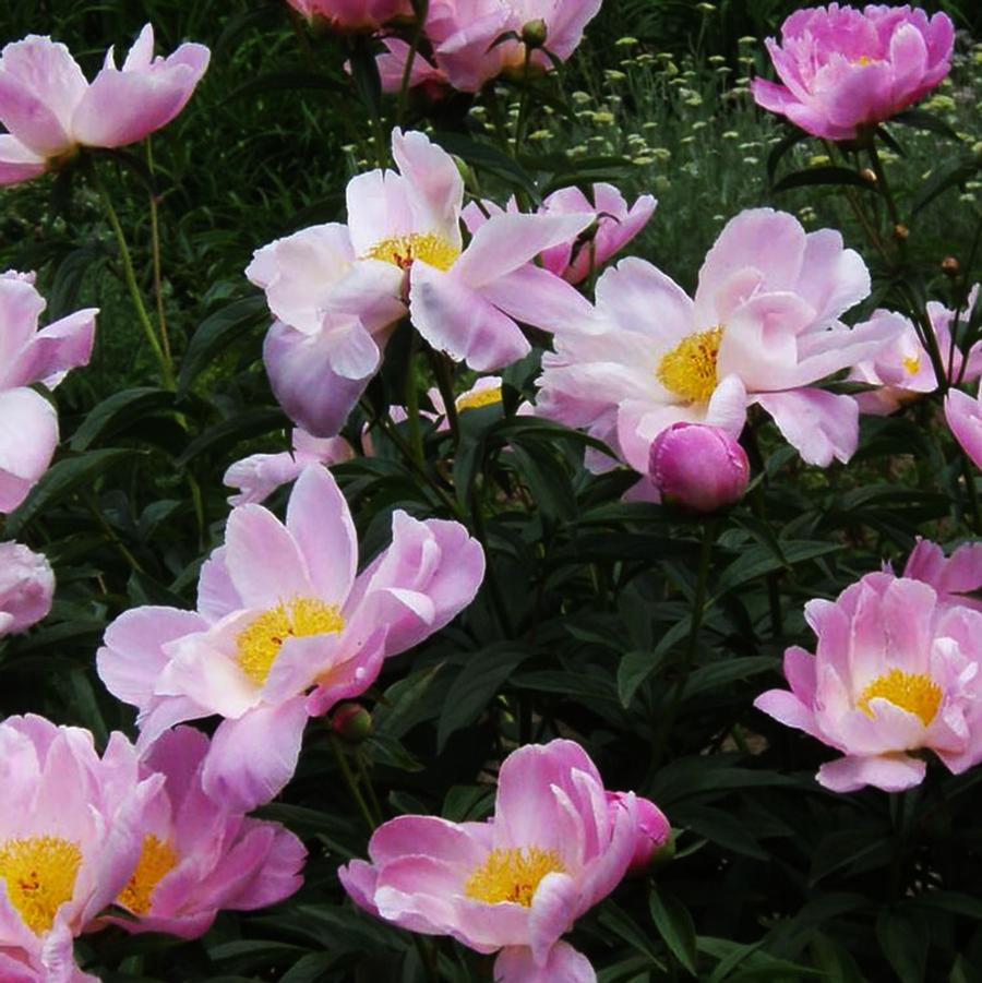 Paeonia lactiflora Sea Shell