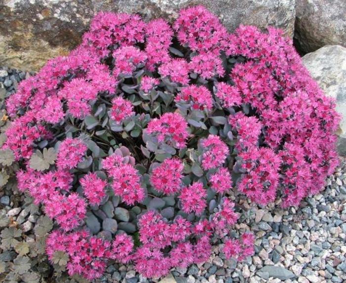 Sedum cauticola Lidakense