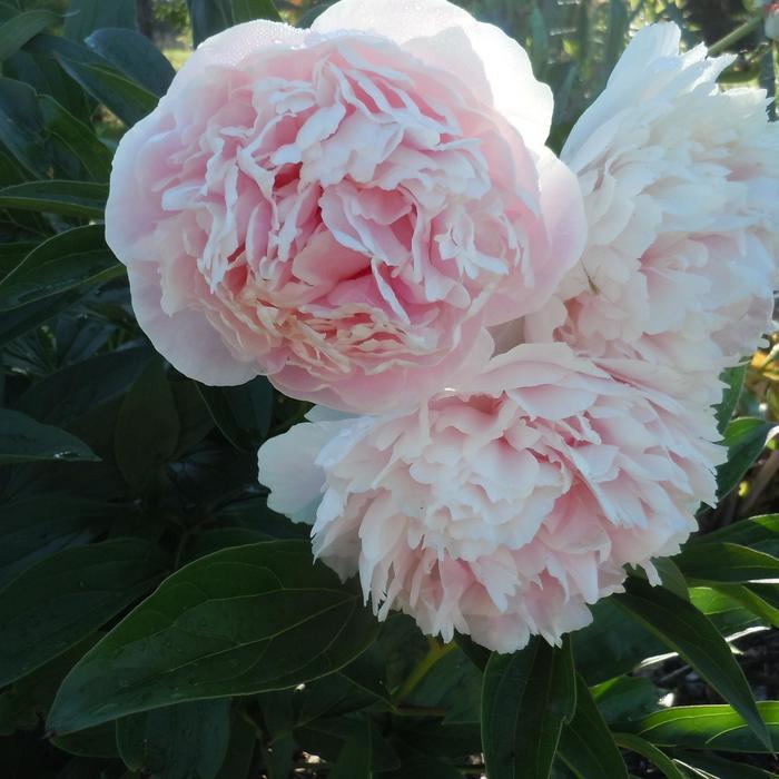 Paeonia lactiflora Shirley Temple