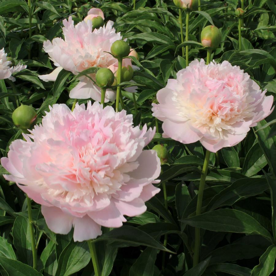 Paeonia lactiflora Lady Alexandra Duff