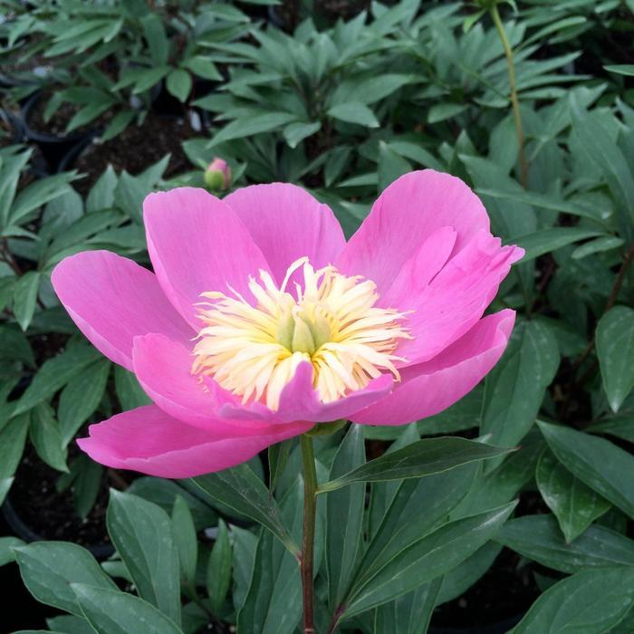 Paeonia Kiev