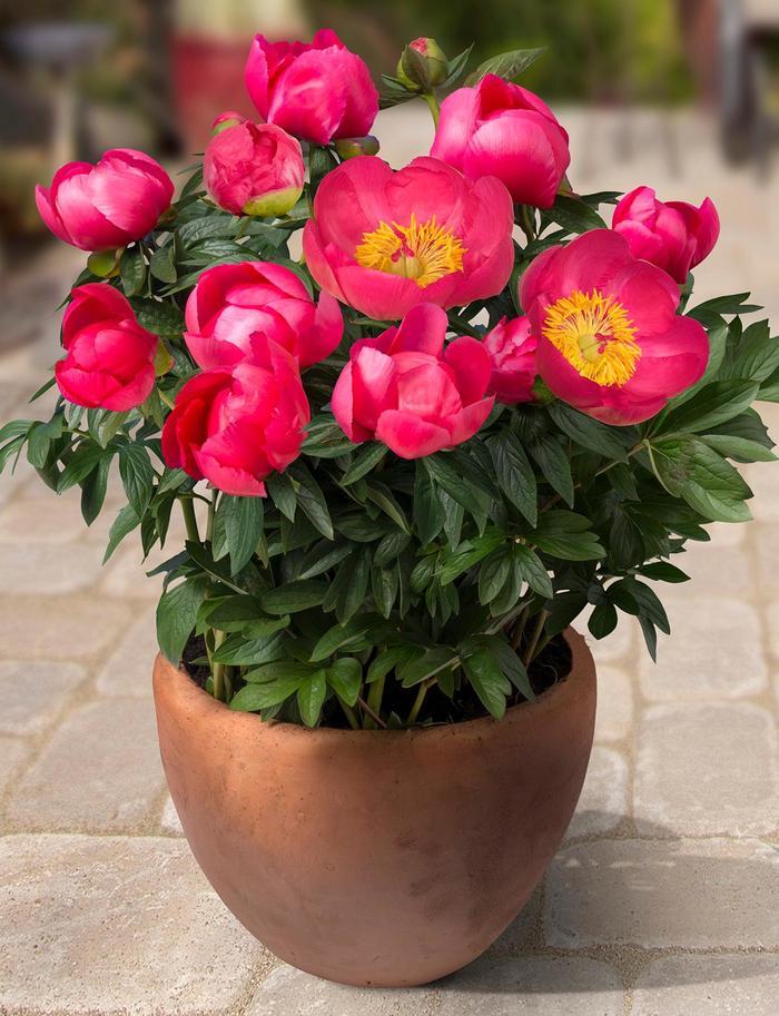 Paeonia Oslo