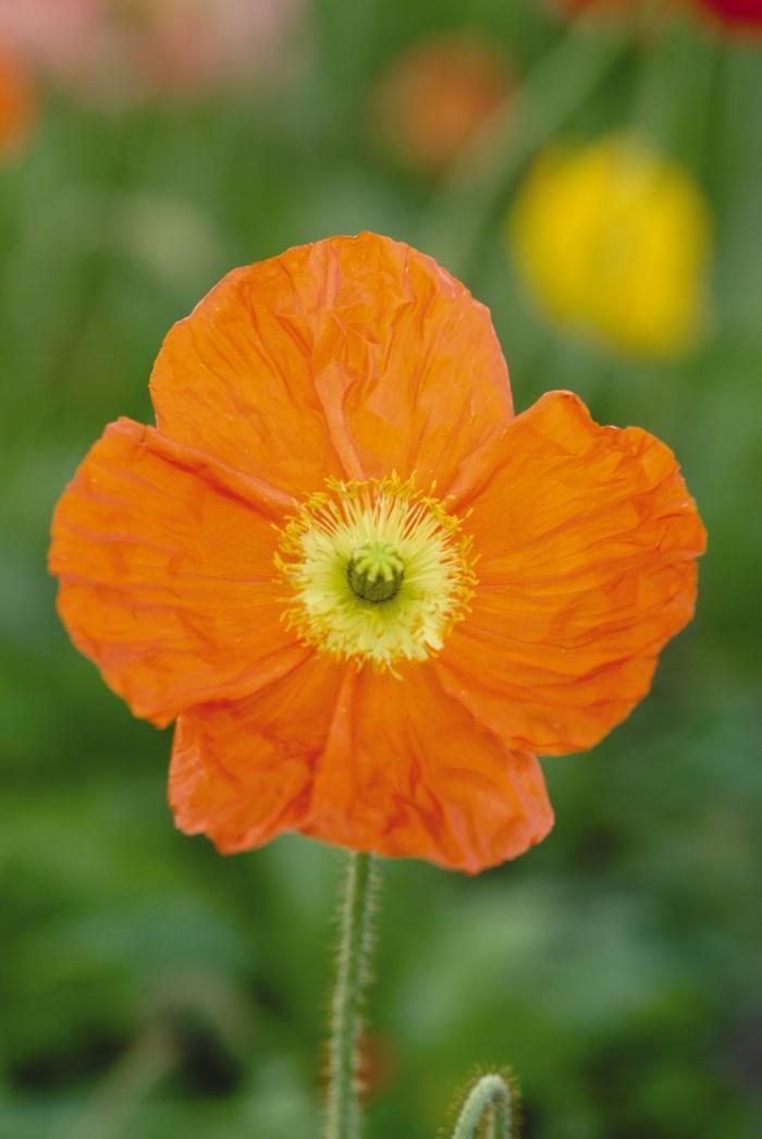 Papaver nudicaule Champagne Bubbles Orange