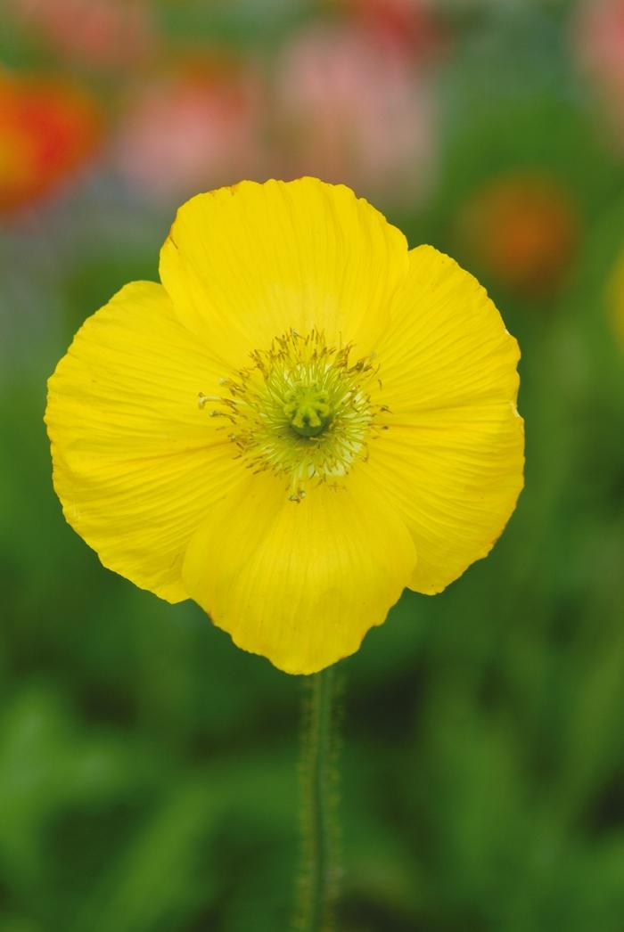 Papaver nudicaule Champagne Bubbles Yellow