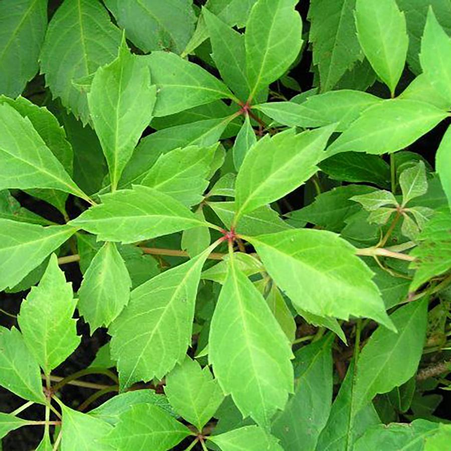 Parthenocissus quinquefolia var. engelmannii Engelmannii