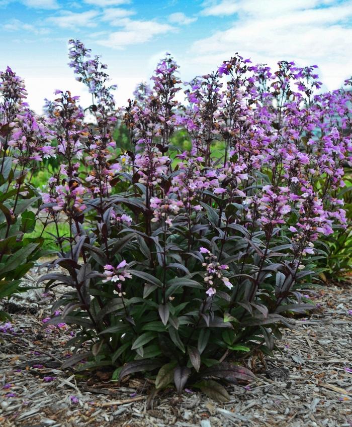 Penstemon digitalis Blackbeard