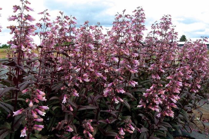 Penstemon Dark Towers