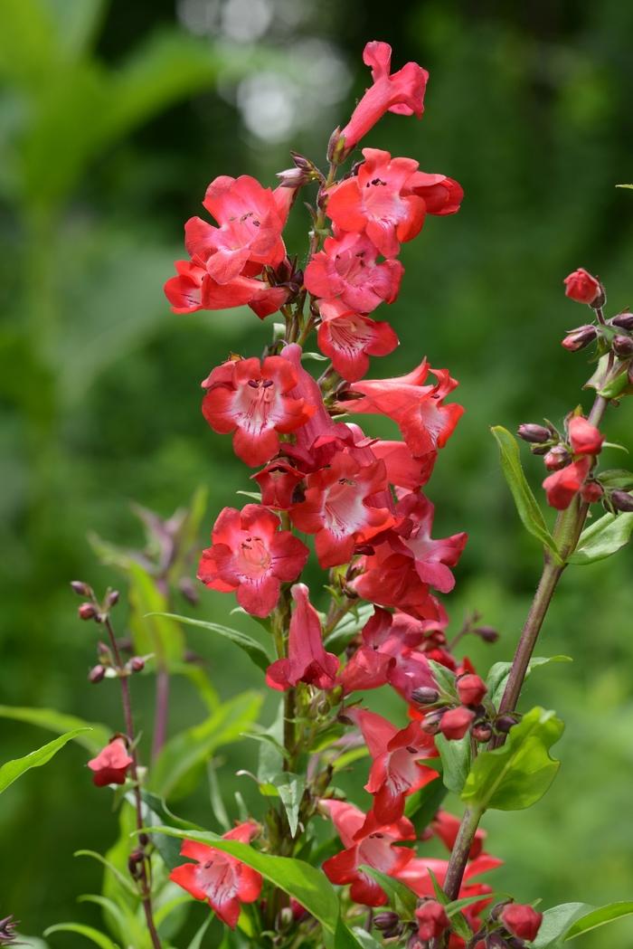 Penstemon Cherry Sparks