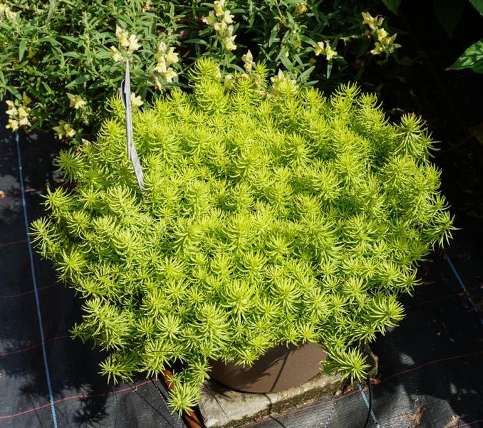 Sedum rupestre Prima Angelina