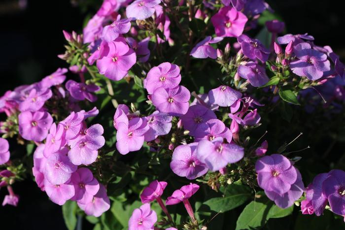 Phlox paniculata Ka-Pow® Lavender