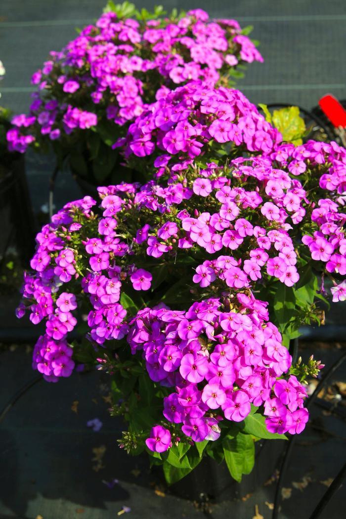 Phlox paniculata Ka-Pow® Purple