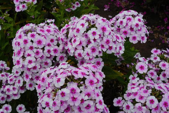 Phlox paniculata Ka-Pow® White Bicolor