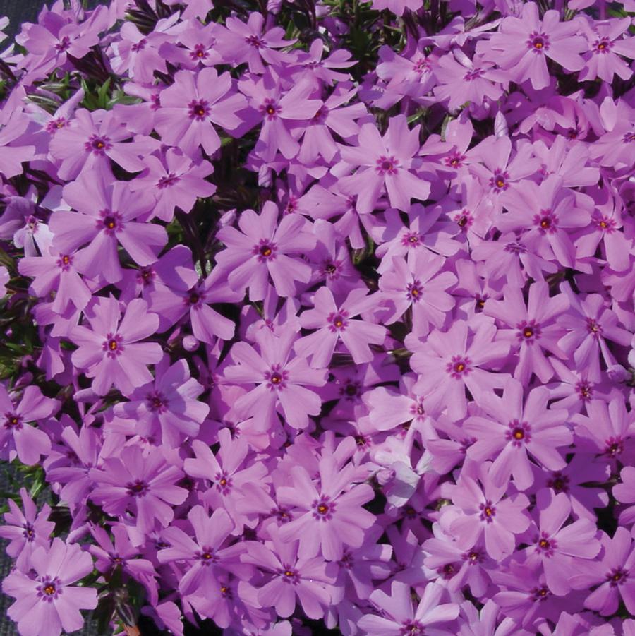 Phlox subulata Fort Hills