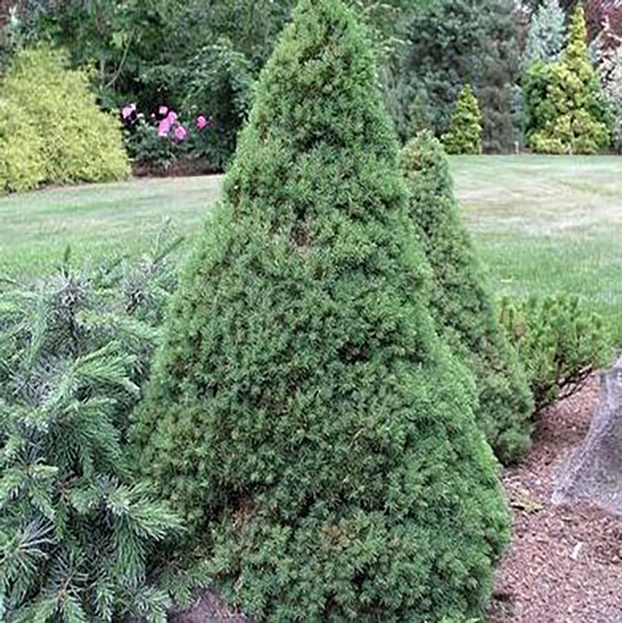 Picea glauca Jean's Dilly®