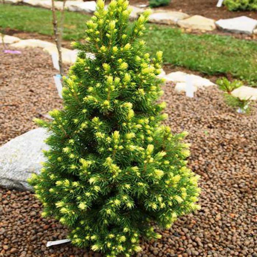 Picea glauca Rainbow's End®