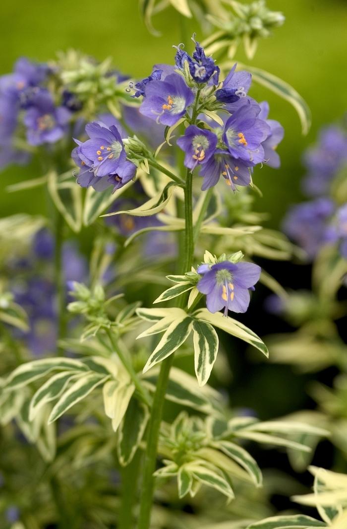 Polemonium caeruleum Brise d'Anjou