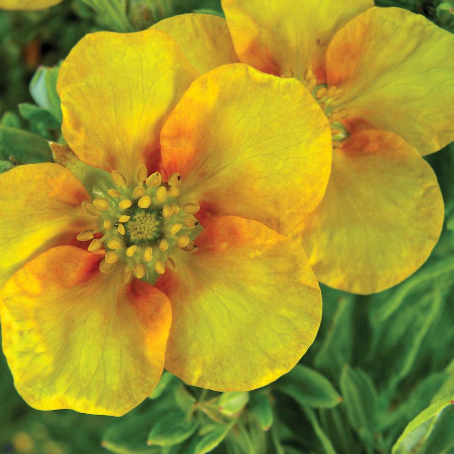 Potentilla fruticosa Mango Tango