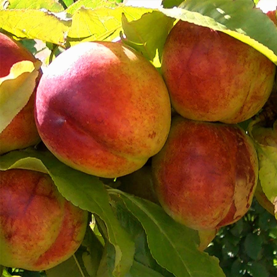 Prunus persica var. nucipersica Fantasia