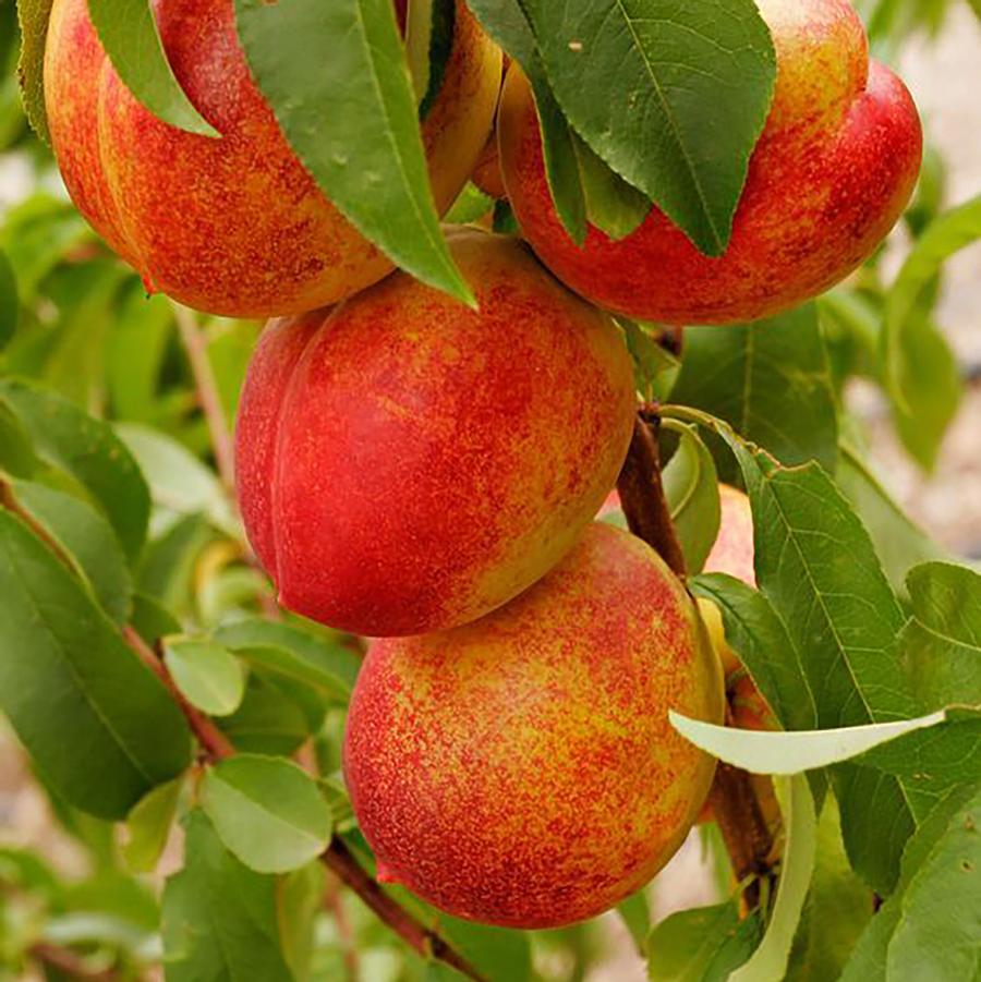 Prunus persica var. nucipersica Hardired