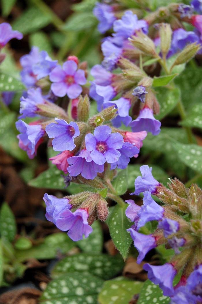 Pulmonaria Trevi Fountain