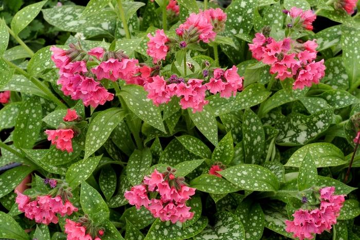 Pulmonaria Shrimps on the Barbie