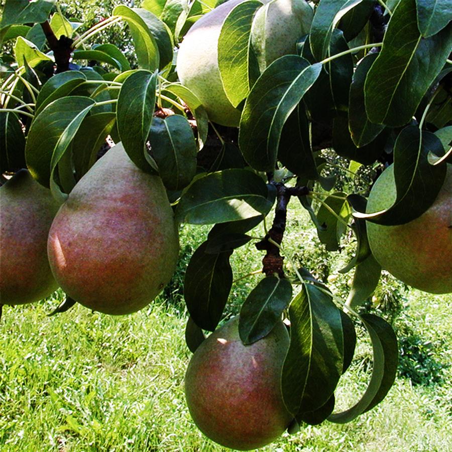 Pyrus communis Anjou