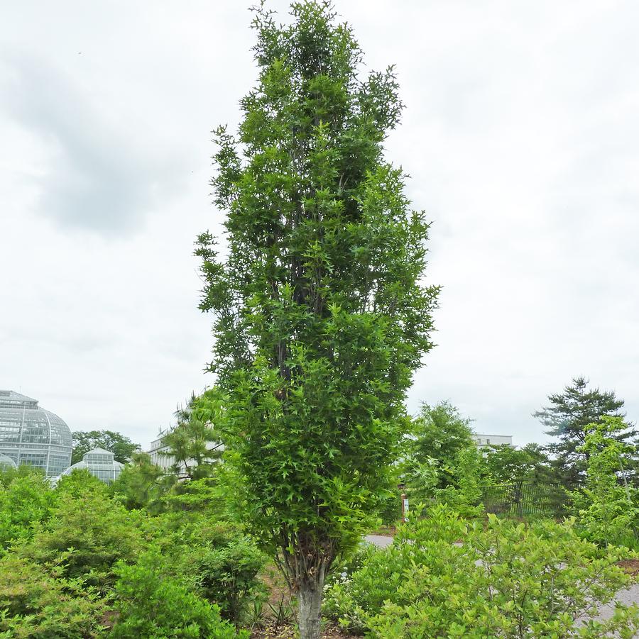 Quercus palustris Green Pillar®