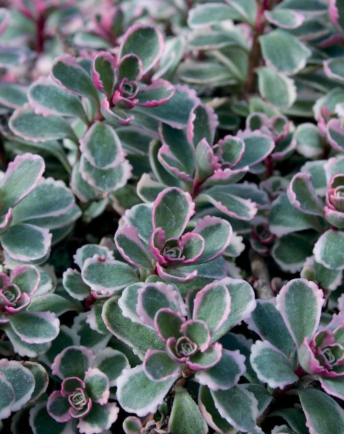 Sedum spurium Tricolor