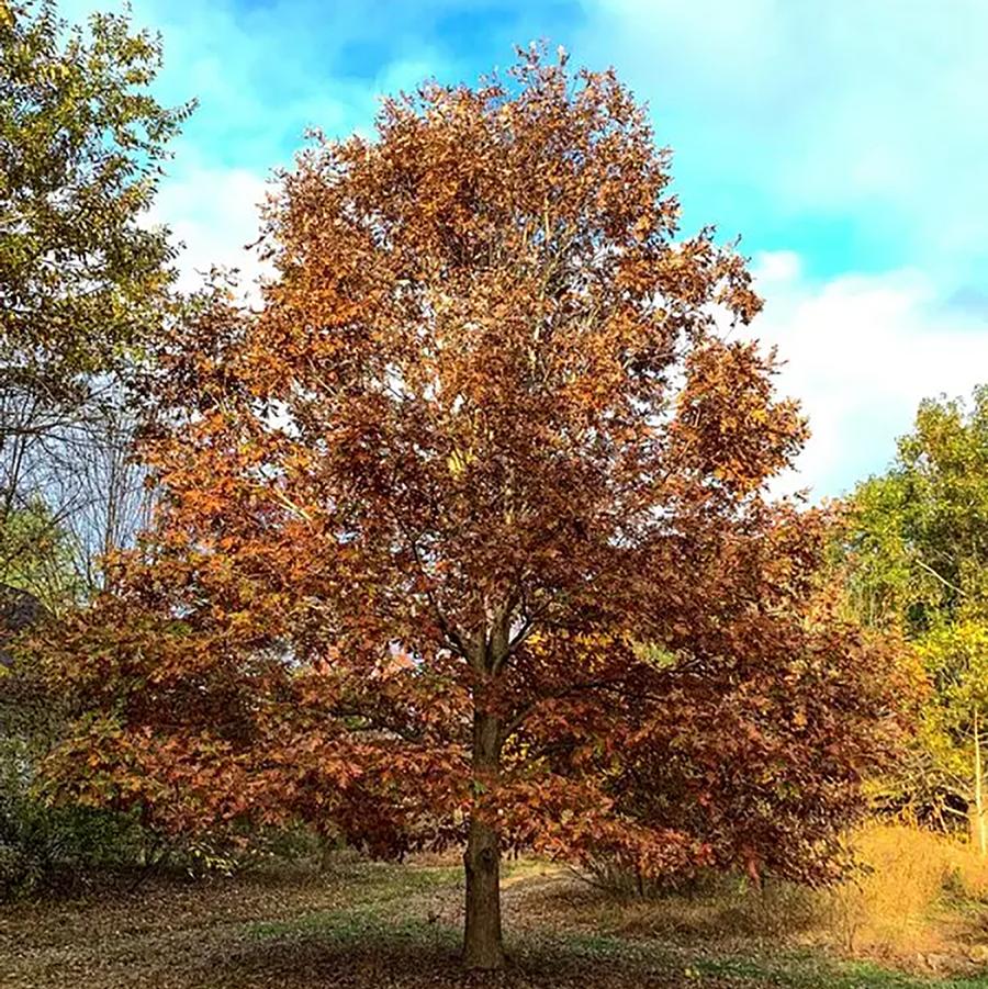 Quercus palustris Pacific Brilliance™