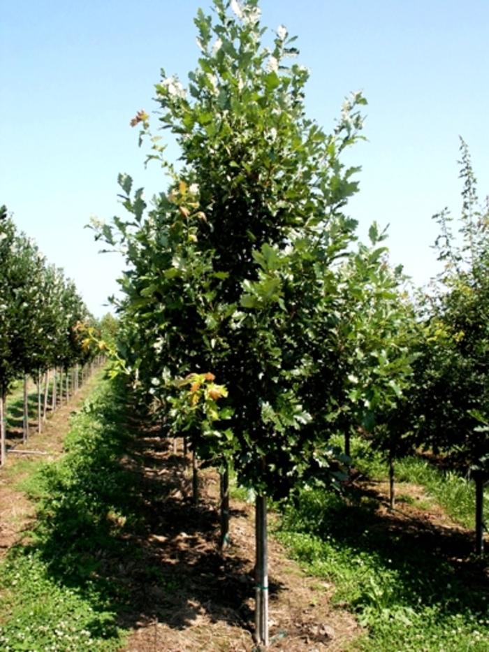 Quercus x macdanielli Clemons®