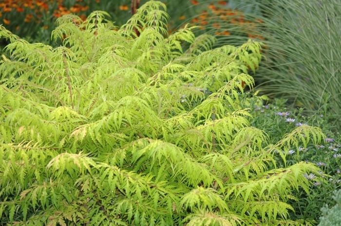 Rhus typhina Tiger Eyes®