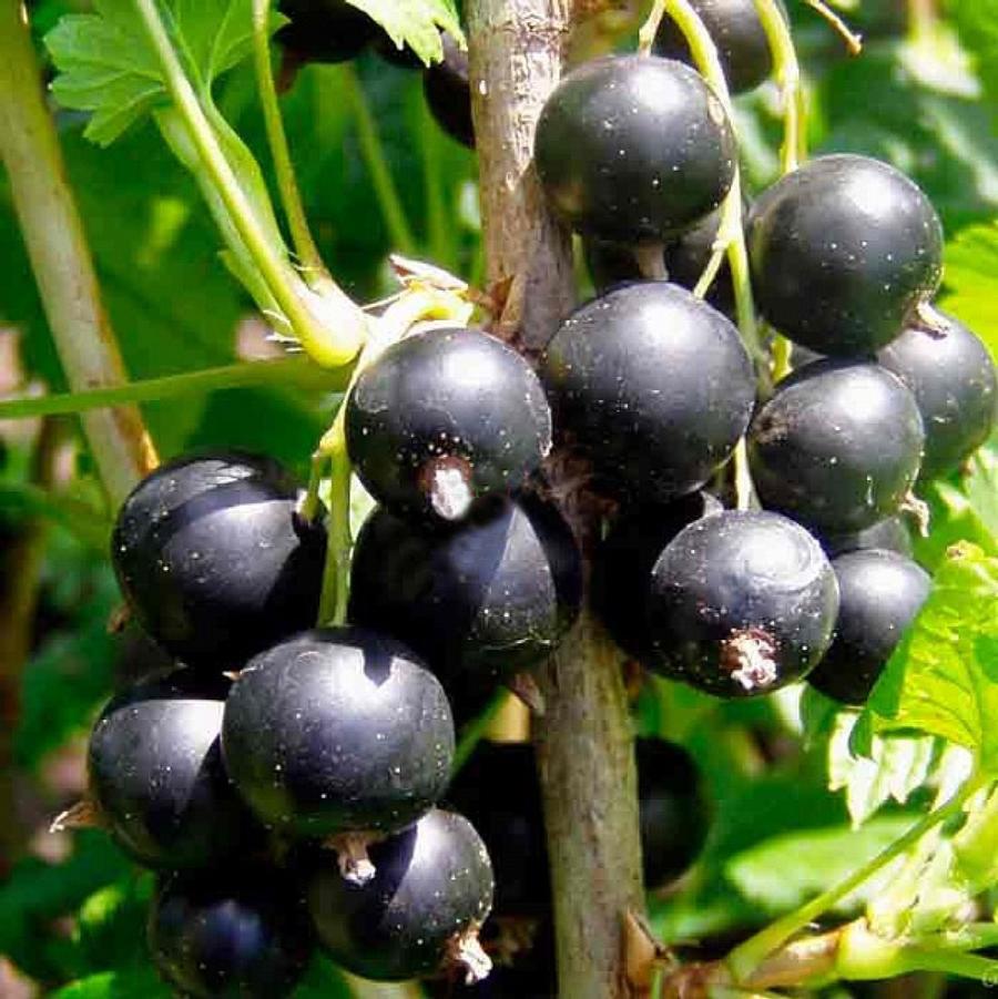 Ribes nigrum Consort