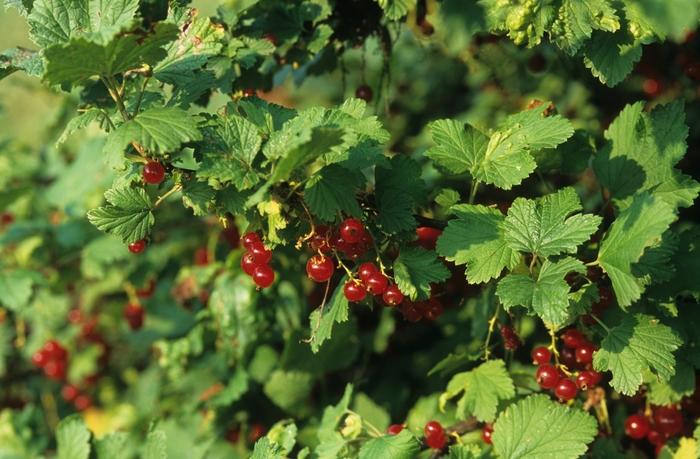 Ribes rubrum Red Lake